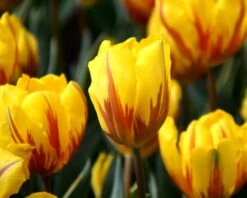 Tulip 'Ravana' 7 Tulip 'Ravana' -Plants And Flowers Shop tulip ravana 3 11257189 976a 40e5 9678 e3538fdd6548