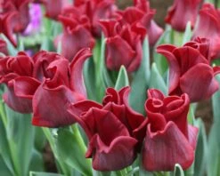 Tulip 'Red Dress' -Plants And Flowers Shop tulip red dress 1 d3366be9 9af5 4e90 89a9 800c7e8811ab