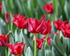 Tulip 'Red Dress' -Plants And Flowers Shop tulip red dress 2