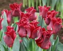 Tulip 'Red Dress' -Plants And Flowers Shop tulip red dress 2 cdc0d088 5f38 44b3 bbda da9f32c7dd64