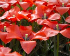 Tulip 'Red Hunter' -Plants And Flowers Shop tulip red hunter 10
