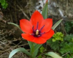 Tulip 'Red Hunter' -Plants And Flowers Shop tulip red hunter 3