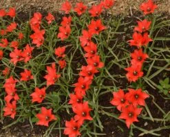 Tulip 'Red Hunter' -Plants And Flowers Shop tulip red hunter 4