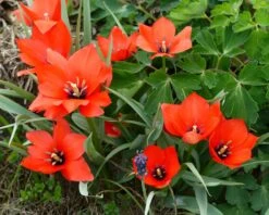 Tulip 'Red Hunter' -Plants And Flowers Shop tulip red hunter 5