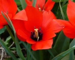 Tulip 'Red Hunter' -Plants And Flowers Shop tulip red hunter 6