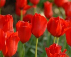 Tulip 'Red Hunter' -Plants And Flowers Shop tulip red hunter 7