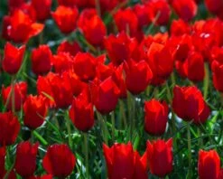 Tulip 'Red Hunter' -Plants And Flowers Shop tulip red hunter 8