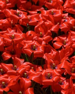 Tulip 'Red Hunter' -Plants And Flowers Shop tulip red hunter 9