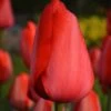 Tulip 'Red Impression'