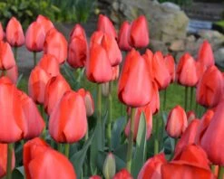Tulip 'Red Impression' -Plants And Flowers Shop tulip red impression 4