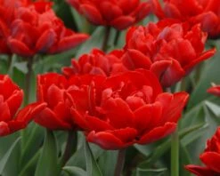 Tulip 'Red Princess' -Plants And Flowers Shop tulip red princess 3