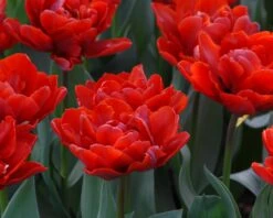 Tulip 'Red Princess' -Plants And Flowers Shop tulip red princess 4