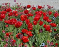 Tulip 'Red Princess' -Plants And Flowers Shop tulip red princess 5