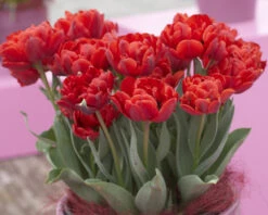 Tulip 'Red Princess' -Plants And Flowers Shop tulip red princess 6