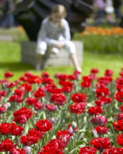 Tulip 'Red Princess' -Plants And Flowers Shop tulip red princess 7