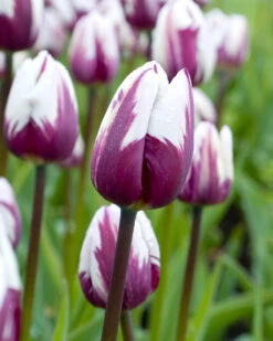 Tulip 'Rems Favourite' -Plants And Flowers Shop tulip rems favourite 0