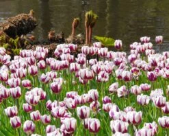 Tulip 'Rems Favourite' -Plants And Flowers Shop tulip rems favourite 1