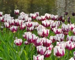 Tulip 'Rems Favourite' -Plants And Flowers Shop tulip rems favourite 2