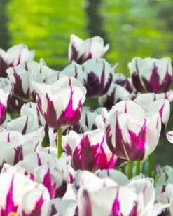 Tulip 'Rems Favourite' -Plants And Flowers Shop tulip rems favourite 3