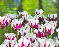 Tulip 'Rems Favourite' -Plants And Flowers Shop tulip rems favourite 4