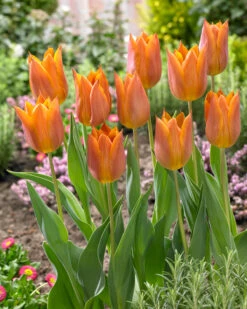 Tulip 'Request' -Plants And Flowers Shop tulip request 01
