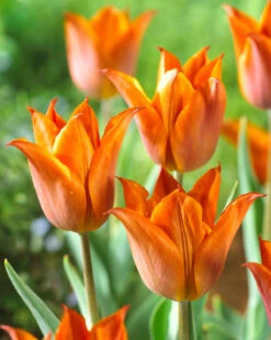 Tulip 'Request' -Plants And Flowers Shop tulip request 02