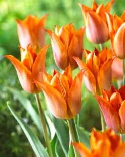Tulip 'Request' -Plants And Flowers Shop tulip request 03