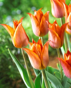 Tulip 'Request' -Plants And Flowers Shop tulip request 04