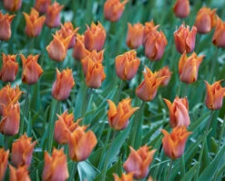 Tulip 'Request' -Plants And Flowers Shop tulip request 1