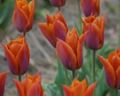 Tulip 'Request' -Plants And Flowers Shop tulip request 10