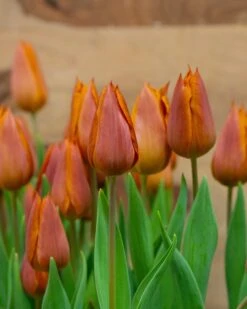 Tulip 'Request' -Plants And Flowers Shop tulip request 11