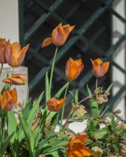 Tulip 'Request' -Plants And Flowers Shop tulip request 12