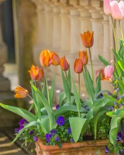 Tulip 'Request' -Plants And Flowers Shop tulip request 13