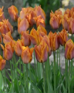 Tulip 'Request' -Plants And Flowers Shop tulip request 14