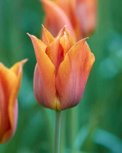 Tulip 'Request' -Plants And Flowers Shop tulip request 2