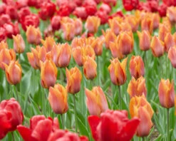 Tulip 'Request' -Plants And Flowers Shop tulip request 3