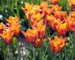 Tulip 'Request' -Plants And Flowers Shop tulip request 5