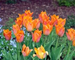 Tulip 'Request' -Plants And Flowers Shop tulip request 6