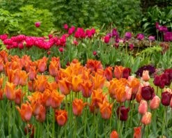 Tulip 'Request' -Plants And Flowers Shop tulip request 7