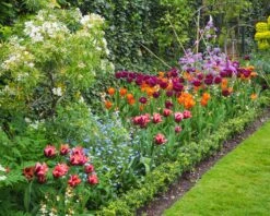 Tulip 'Request' -Plants And Flowers Shop tulip request 9