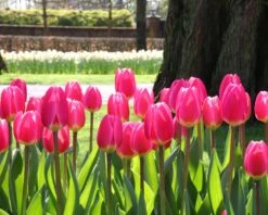 Tulip 'Rosy Delight' 10 Tulip 'Rosy Delight' -Plants And Flowers Shop tulip rosy delight 11