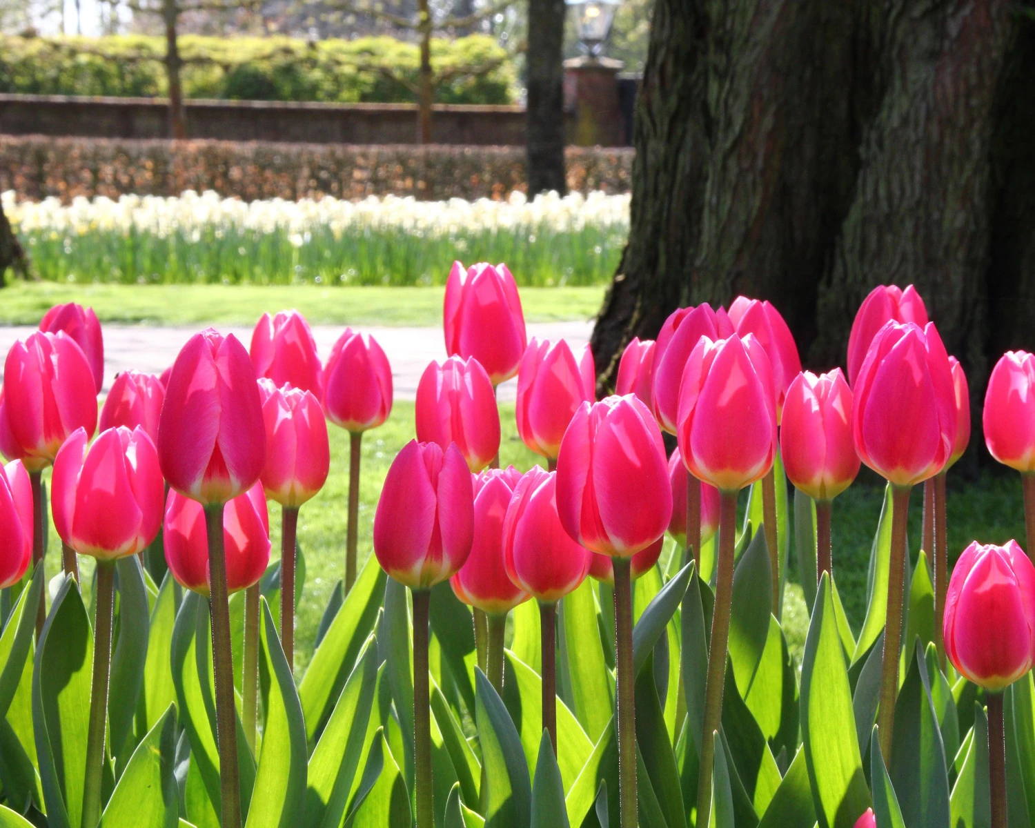 Tulip 'Rosy Delight' 3 Tulip 'Rosy Delight' - Image 3