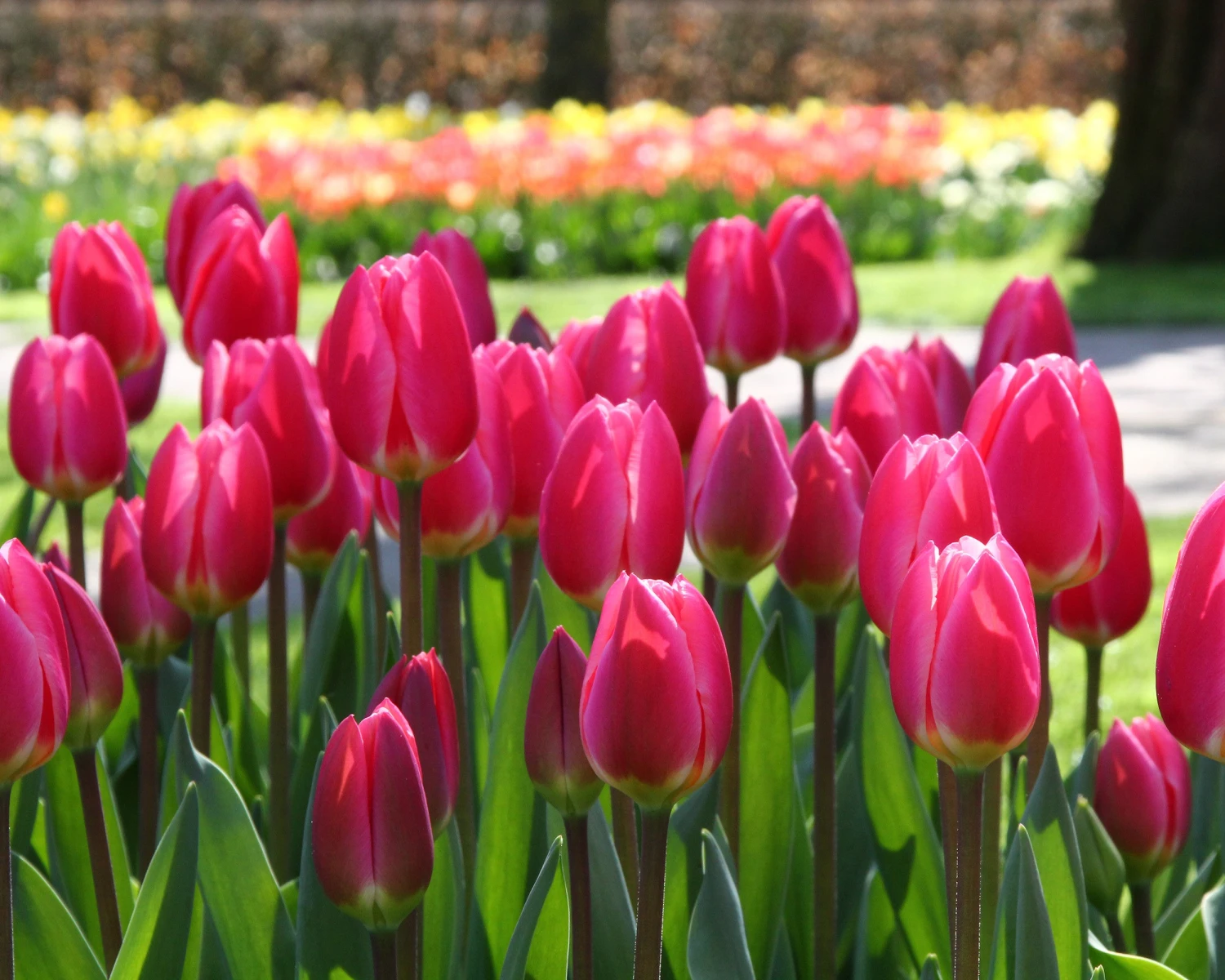 Tulip 'Rosy Delight' 4 Tulip 'Rosy Delight' - Image 4