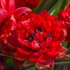 Tulip 'Samantha'