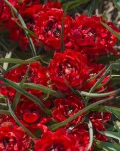 Tulip 'Samantha' -Plants And Flowers Shop tulip samantha 3