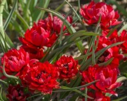 Tulip 'Samantha' -Plants And Flowers Shop tulip samantha 4