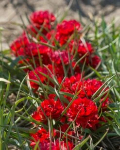 Tulip 'Samantha' -Plants And Flowers Shop tulip samantha 5