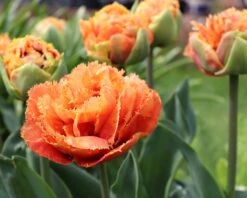 Tulip 'Sensual Touch' -Plants And Flowers Shop tulip sensual touch 0