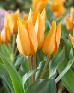 Tulip Praestans 'Shogun'