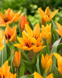 Tulip Praestans 'Shogun' -Plants And Flowers Shop tulip shogun 2